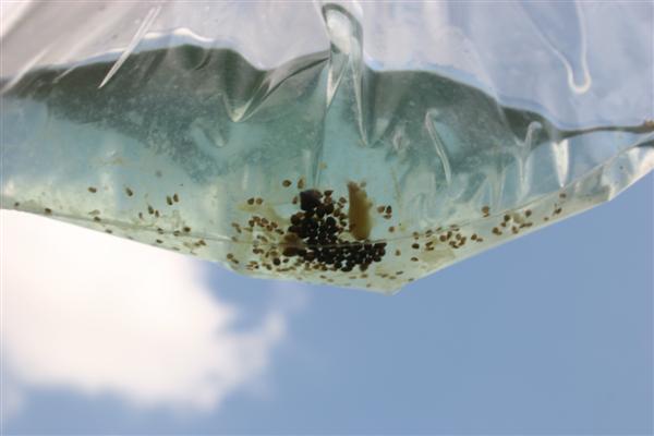 DecantedSeed