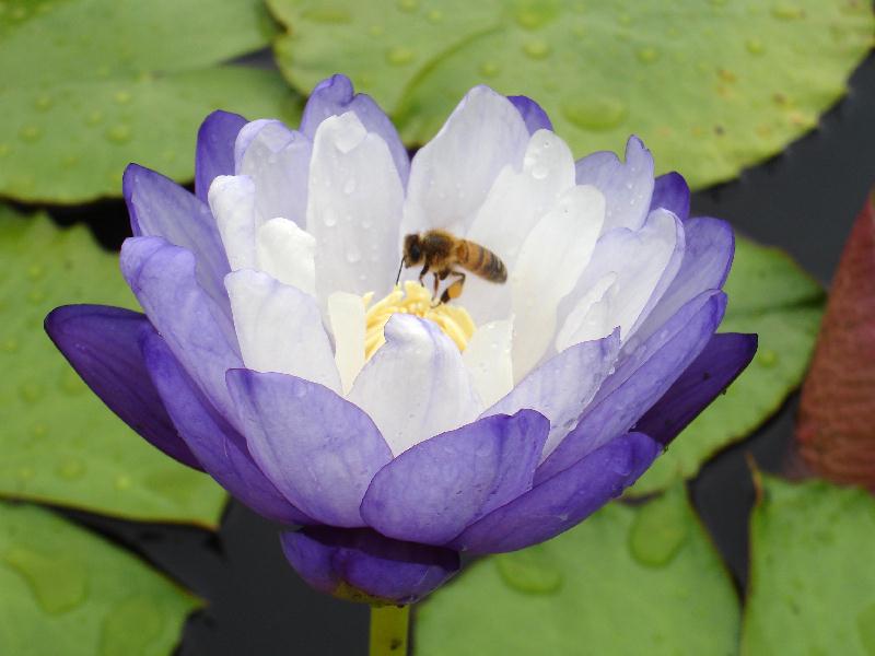 Nymphaea_immutabilis_subsp._immutabilis_-_deep_blue_12