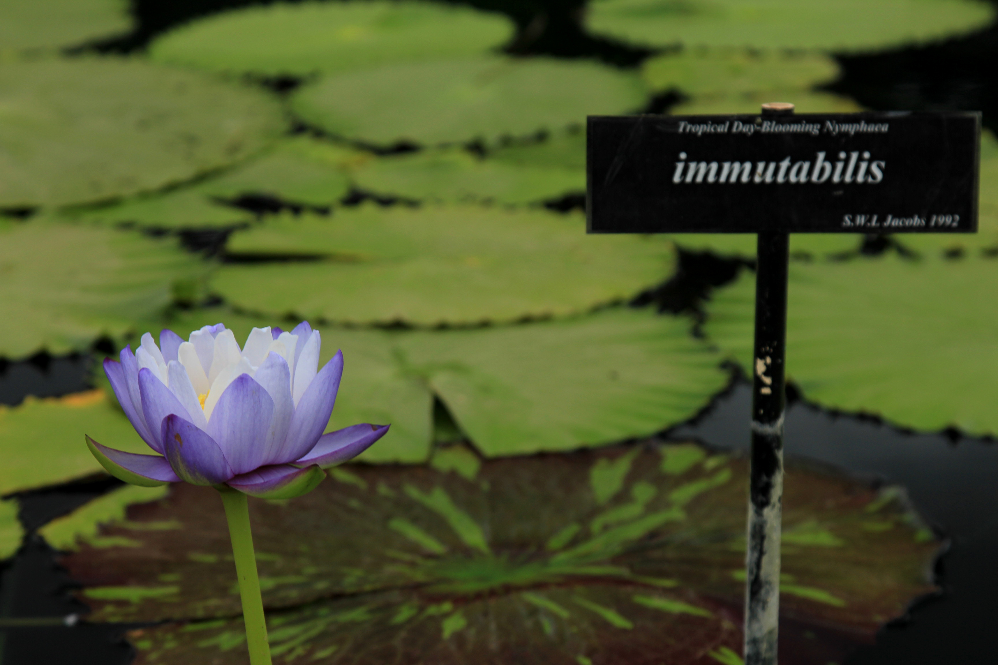 immutabilisIMG_3649