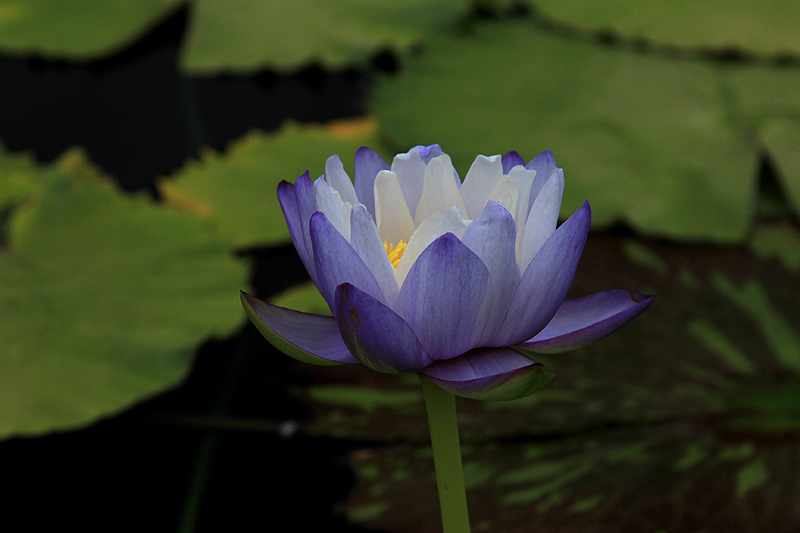 immutabilisIMG_3652