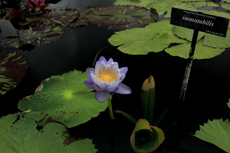 immutabilisIMG_3714