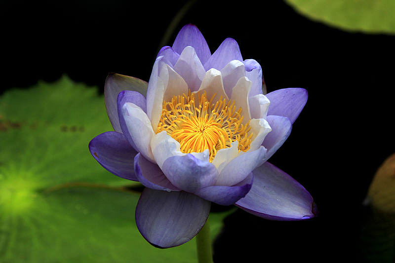 immutabilisIMG_3715