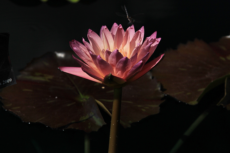 TropicSunsetIMG_3309