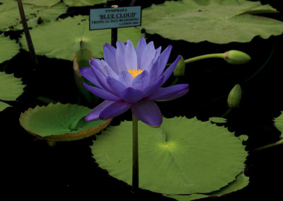 Nymphaea 'Blue Cloud'