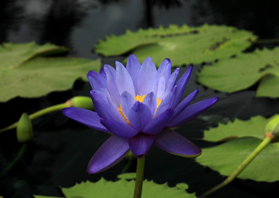 Nymphaea 'Blue Cloud'