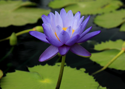 Nymphaea 'Blue Cloud'