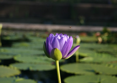 Nymphaea 'Blue Cloud'