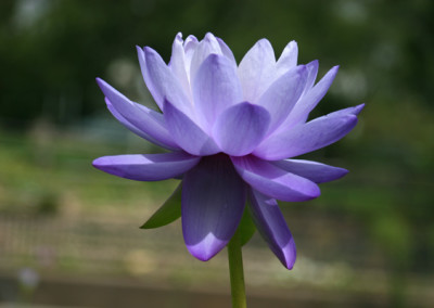 Nymphaea 'Blue Cloud'