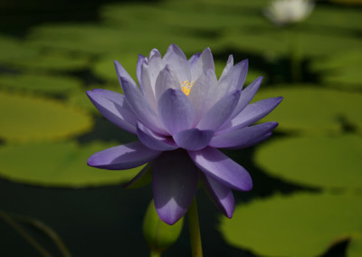 Nymphaea 'Blue Cloud'