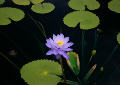 Nymphaea 'Blue Cloud'