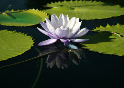 Nymphaea 'Blue Cloud'