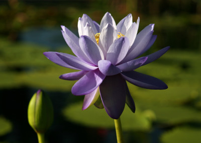 Nymphaea 'Blue Cloud'