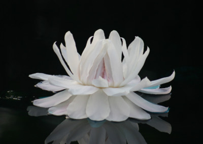 Victoria amazonica