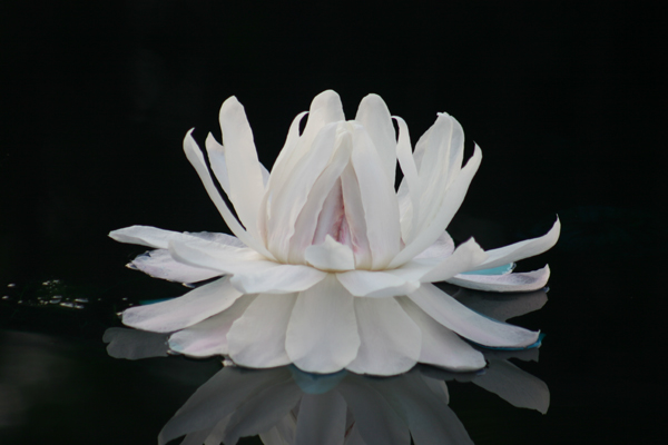 Victoria amazonica (Poeppig) J. C. Sowerby [ V. regia Lindley ] 1850