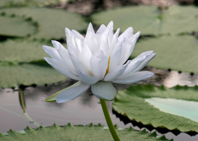 Nymphaea gigantea 'Albert de Lestang'