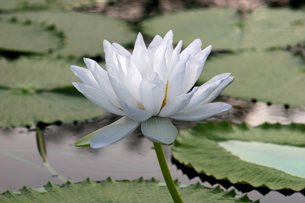 Nymphaea gigantea ‘Albert de Lestang’