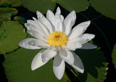 Nymphaea gigantea 'Albert de Lestang'