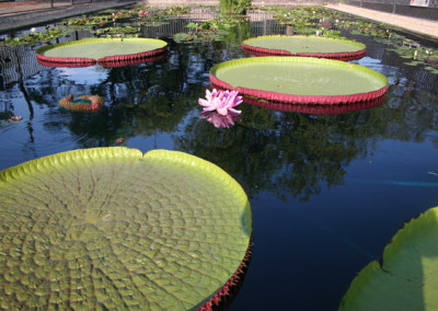 Victoria amazonica