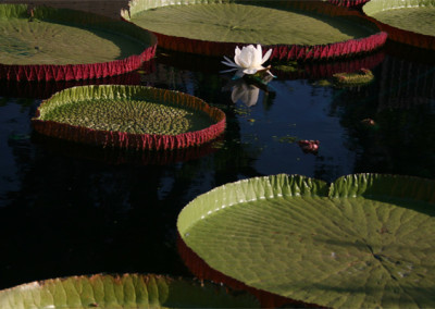 Victoria ‘Longwood Hybrid’ Nutt