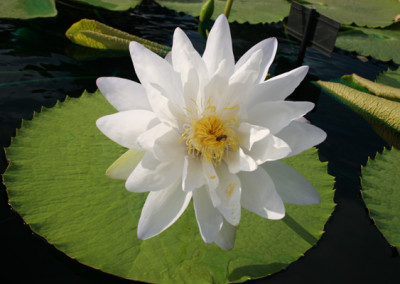 Nymphaea gigantea 'Albert de Lestang'