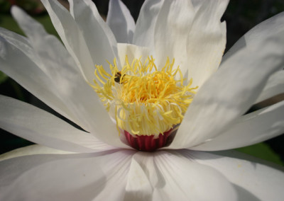 Nymphaea gigantea 'Albert de Lestang'