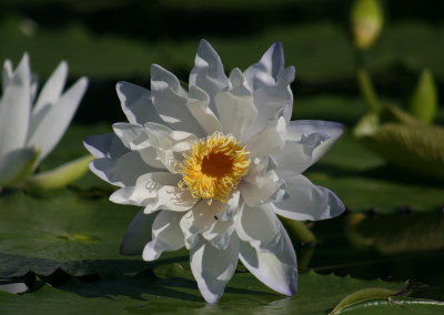 Nymphaea gigantea 'Albert de Lestang'