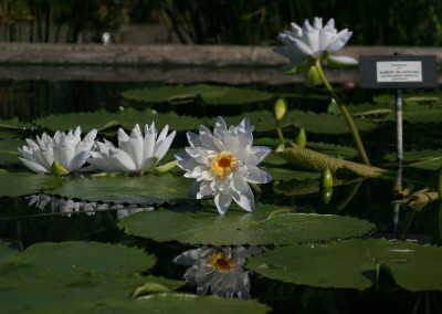 Nymphaea gigantea 'Albert de Lestang'