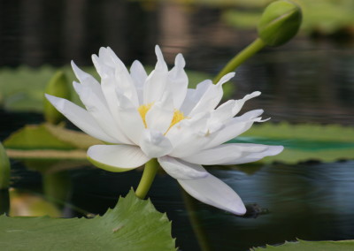 Nymphaea gigantea 'Albert de Lestang'