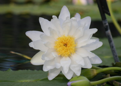 Nymphaea gigantea 'Albert de Lestang'