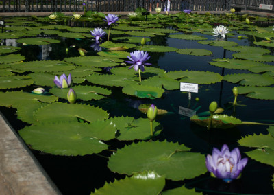 Nymphaea 'Blue Cloud'