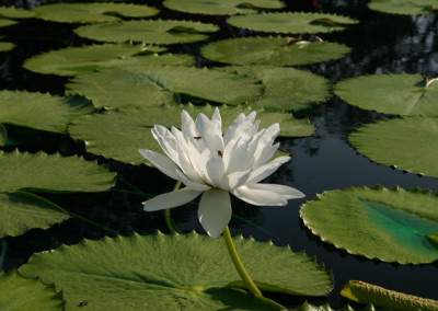 Nymphaea gigantea 'Albert de Lestang'