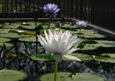 Nymphaea gigantea 'Albert de Lestang'