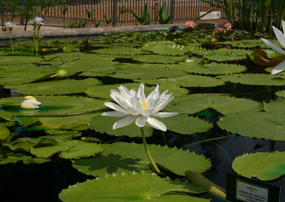 Nymphaea gigantea 'Albert de Lestang'