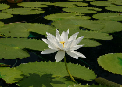 Nymphaea gigantea 'Albert de Lestang'