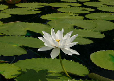 Nymphaea gigantea 'Albert de Lestang'