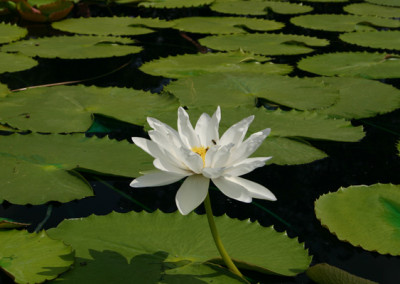 Nymphaea gigantea 'Albert de Lestang'