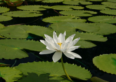 Nymphaea gigantea 'Albert de Lestang'