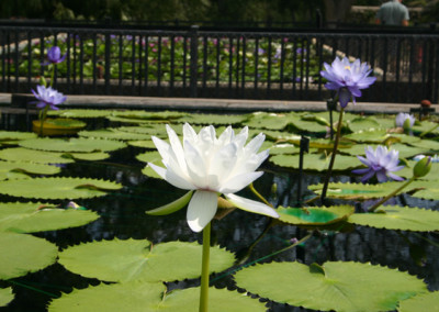 Nymphaea gigantea 'Albert de Lestang'