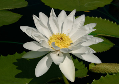 Nymphaea gigantea 'Albert de Lestang'