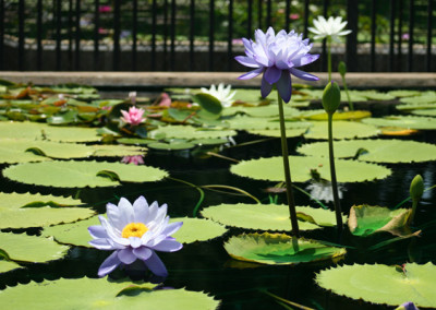 Nymphaea 'Blue Cloud'