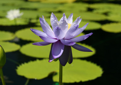 Nymphaea 'Blue Cloud'