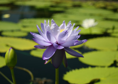 Nymphaea 'Blue Cloud'