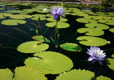 Nymphaea 'Blue Cloud'