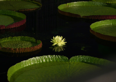 Victoria amazonica