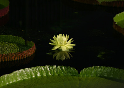 Victoria amazonica