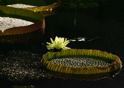 Victoria amazonica