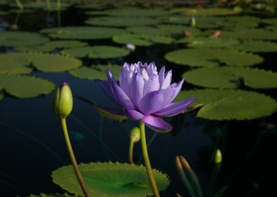 Nymphaea 'Blue Cloud'