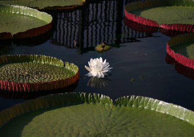 Victoria amazonica