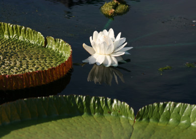 Victoria amazonica