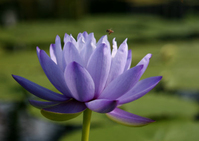 Nymphaea 'Blue Cloud'